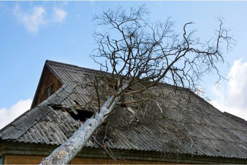 Potential Hazards: Trees And Roof Damage